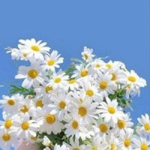 Rima Ramadani Mujianti profile icon