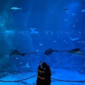 Seri Wah profile icon