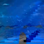 Seri Wah profile icon