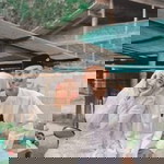 Sitihamidah Yakoh profile icon