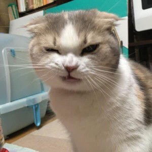 แคท คณิตกุล profile icon