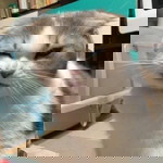 แคท คณิตกุล profile icon