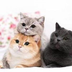 ÜThy Kurnia profile icon