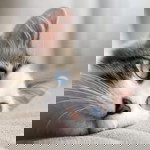 สุภาวดี จันทะคุณ profile icon