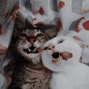 Abby Lastimosa profile icon