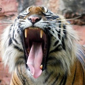 Tersi Dae Alesti profile icon