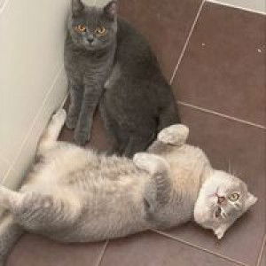 Nurul Mohammad profile icon