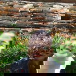 Kanyarat Panjaroen profile icon