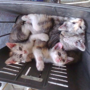 era lafrana profile icon