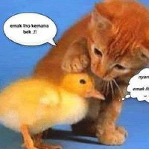 Celses Sianipar profile icon