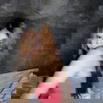 Escasa Yrah profile icon