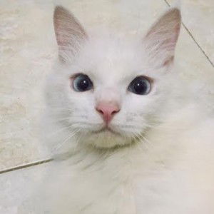 ummukhalid profile icon