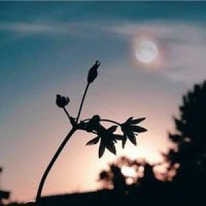 Rastina Syafada profile icon