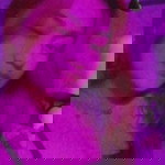 Jane Gabriel profile icon