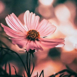 Mellodia Tiara Devi profile icon