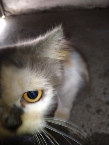 kucing