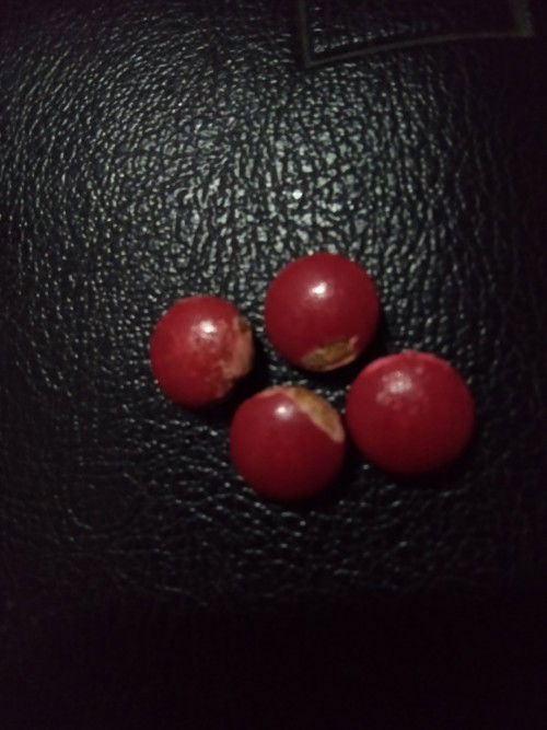 ขอสอบถามหน่อยคะ