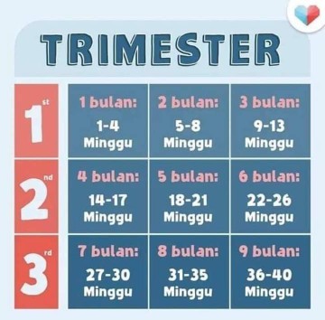 Trimester..