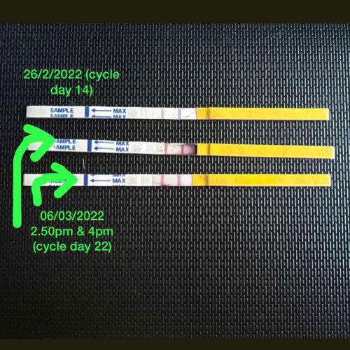 Ovulation test strip