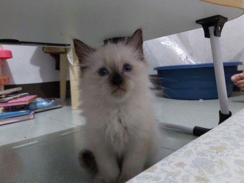 Tips and advice for owning a cat