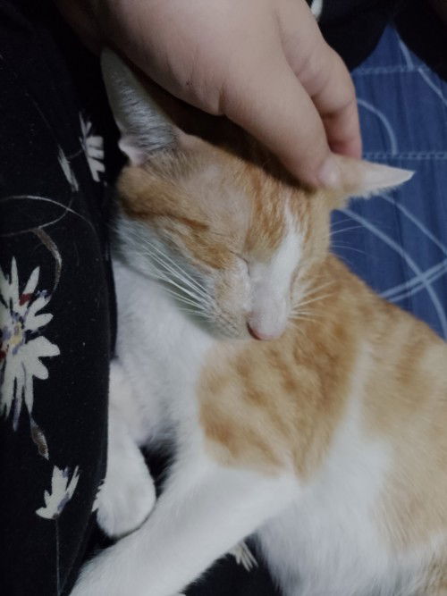 Bawal po ba mag alaga ng pusa 6 months pregnant po.
Di naman po ako nag lilinis ng dumi nila.