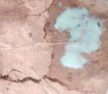 เมื่อวานไปไร่กับสามีเเล้วปวดฉี่เลยเขาป่าไปฉี่เเล้วจู่ๆก็มีน้ำแบบนี้ไหลออกมาค่ะต้องทำยังไงดีค่ะ