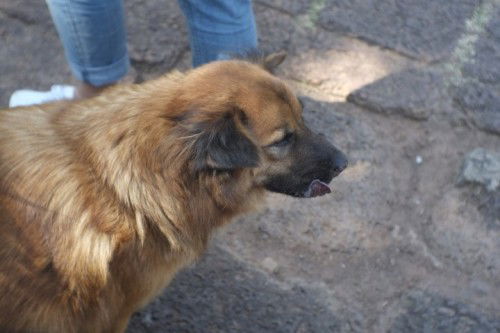 เตือนภัย ปล่อยลูกไว้กับหมาตามลำพัง อันตรายกว่าที่คิด