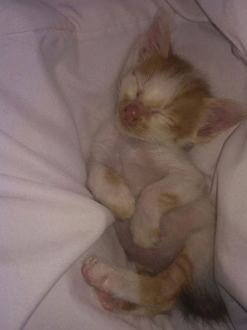 Mau cerita dong Bun ,Pelihara kucing kembali😇