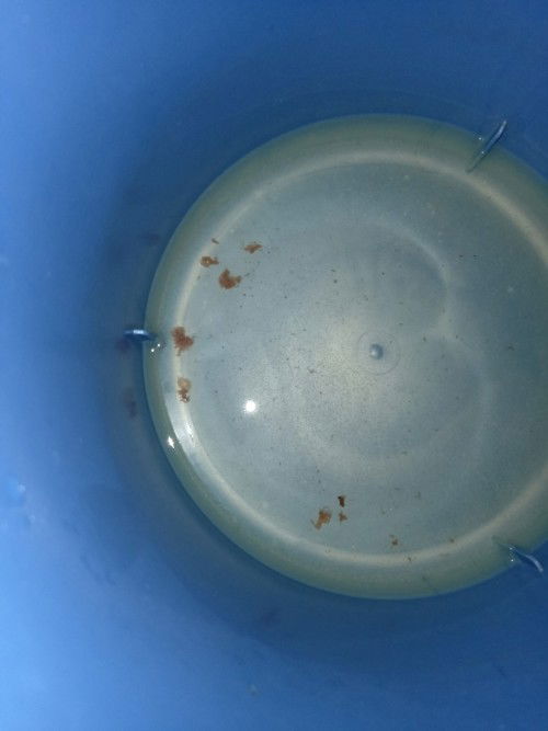 bakit po may ganito na lumalabas sakin? sa arinola ko po yan. ano po dapat gawin 8weeks preggy tnx.