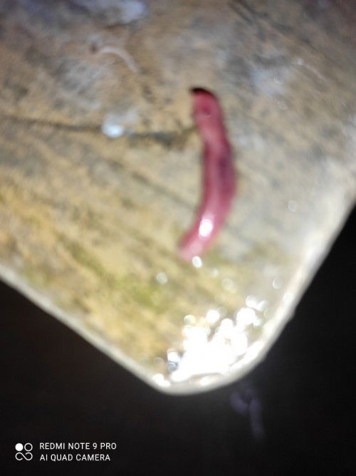 Maaf bund mau tanya saya haid keluar kya daging gtu apa itu dRah haid apa janin