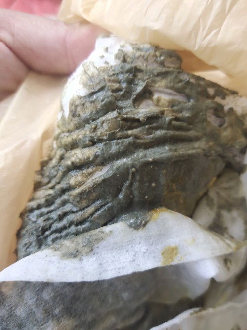 จะถามแม่ๆว่าลูกใครอึสีแบบนี้คะ คือตอนนี้ลูกไม่สบายเป็นไข้อะคะ ปกติก็อึสีปกตินะคะอึสีเปลียนตอนไม่สบาย