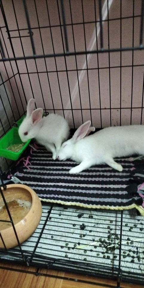 คนท้องเลี้ยงกระต่ายกับหนุแก๊ปบี้