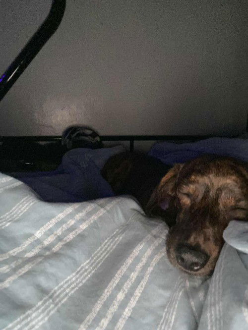 Clingy Dog with a newborn baby?