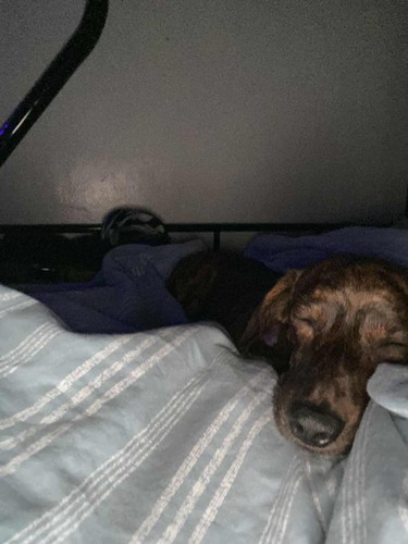 Clingy Dog with a newborn baby?