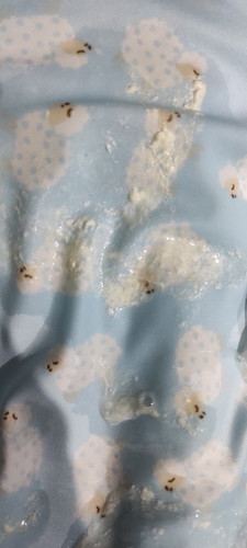 ลูกชอบอ๊อกออกมาเป็นก้อนขาวๆ