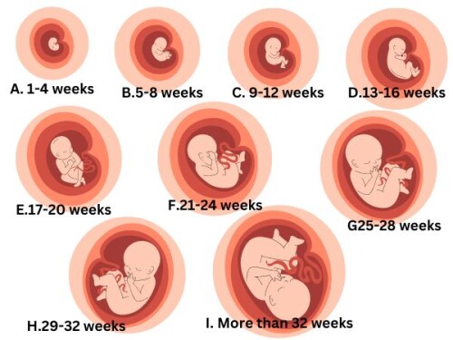 Mums-To-Be, How Big Is Your Baby Now?🤰