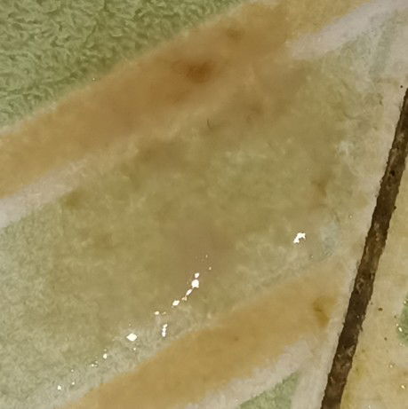 Pas pipis keluar cairan encer