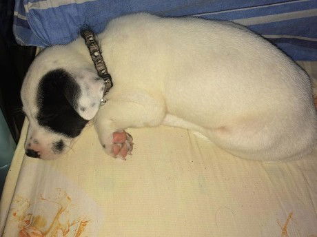 Rabies Awareness Month