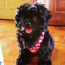 SEPTEMBER IS WORLD RABIES MONTH