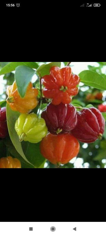 Waktu hamil pengen banget ini