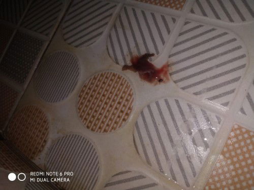 39 week dan keluar lendir darah