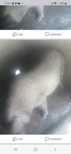 Hello po..Tanong lang po sino familiar sa ganitong pig??Kasi nirirefer po samin eto bilhin po,ano po