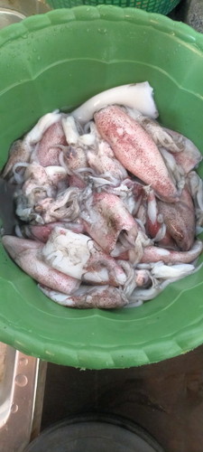ibu hamil makan cumi cumi boleh gak bund?