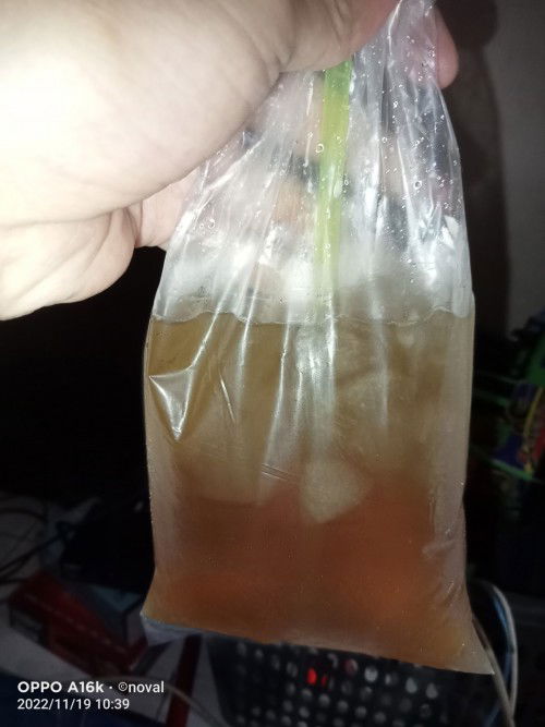 ngidam teh jus gula batu