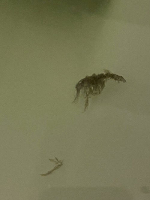 ขอสอบถามหน่อยค่ะ ตอนปัสสาวะแล้วมีแบบนี้ออกมาจะเป็นอะไรมั้ยคะ เพิ่งท้องได้4weeksค่ะ ไม่มีเลือดและไม่ได้ปวดท้องค่ะ