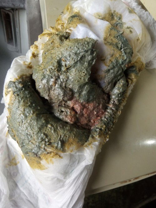 Adakah itu najis berdarah atau sbb mkn buah Naga