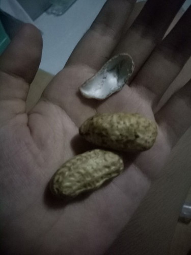 Raw Peanuts