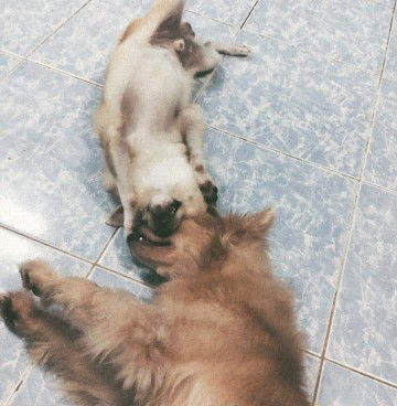 น้องหมาเสียชีวิตตอนเรากำลังท้อง