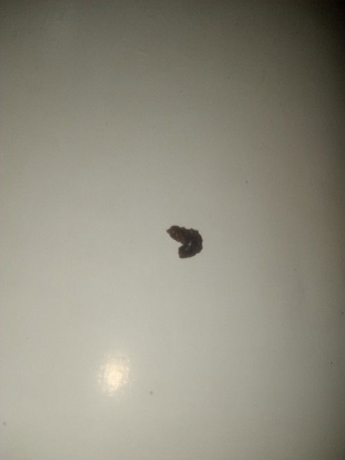 Keluar ini setelah seminggu selesai haid