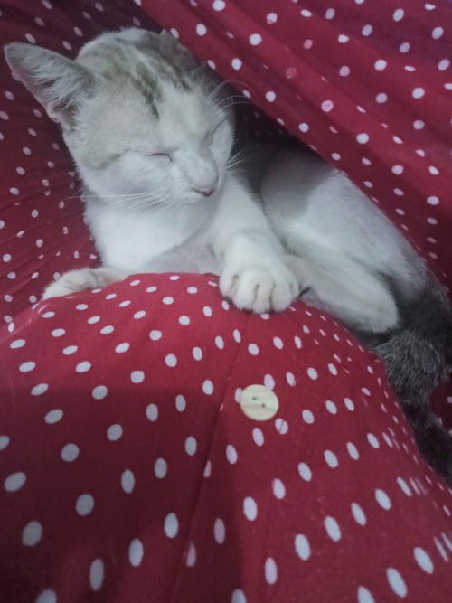 Ukuran perut kecil padahal hamil kembar